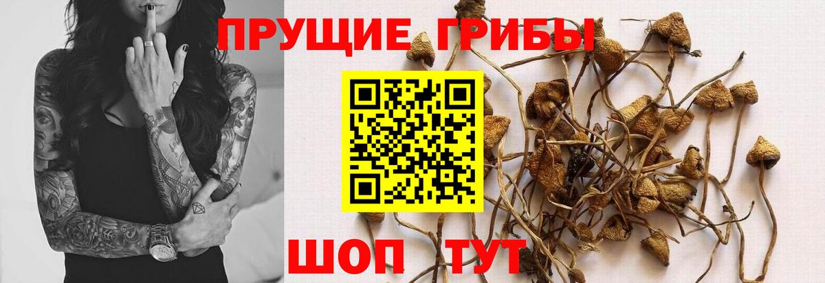 Галлюциногенные грибы ЛСД  Псилоцибиновые грибы прущие грибы  Кирово-Чепецк  Вход с VPN 